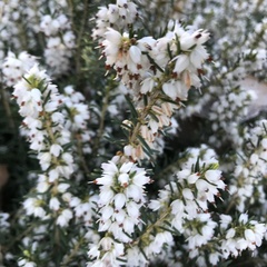 Erica carnea