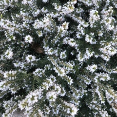 Erica carnea