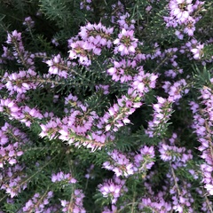 Erica carnea