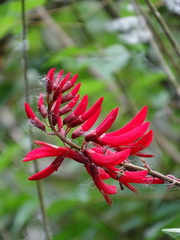 Erythrina corallodendron