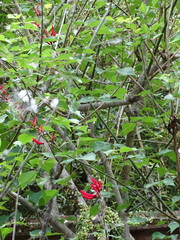 Erythrina corallodendron