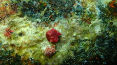 Homotrematidae