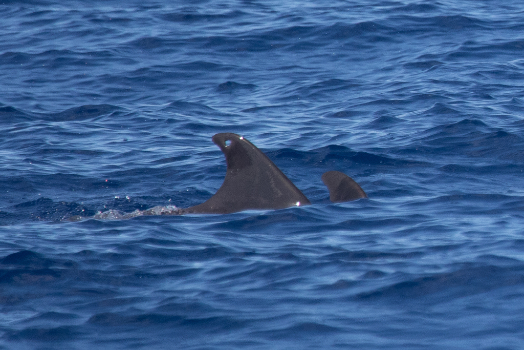 Melon-headed whale dorsal fin breaking the blue surface