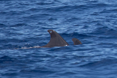 Peponocephala electra