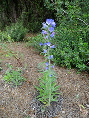 Echium sabulicola
