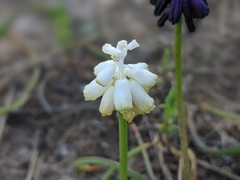 Muscari commutatum