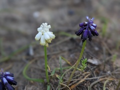 Muscari commutatum