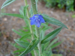Echium sabulicola