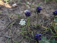 Muscari commutatum
