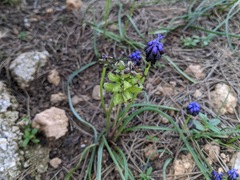 Muscari commutatum