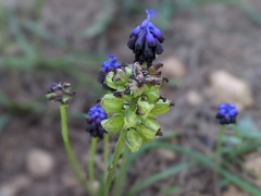 Muscari commutatum