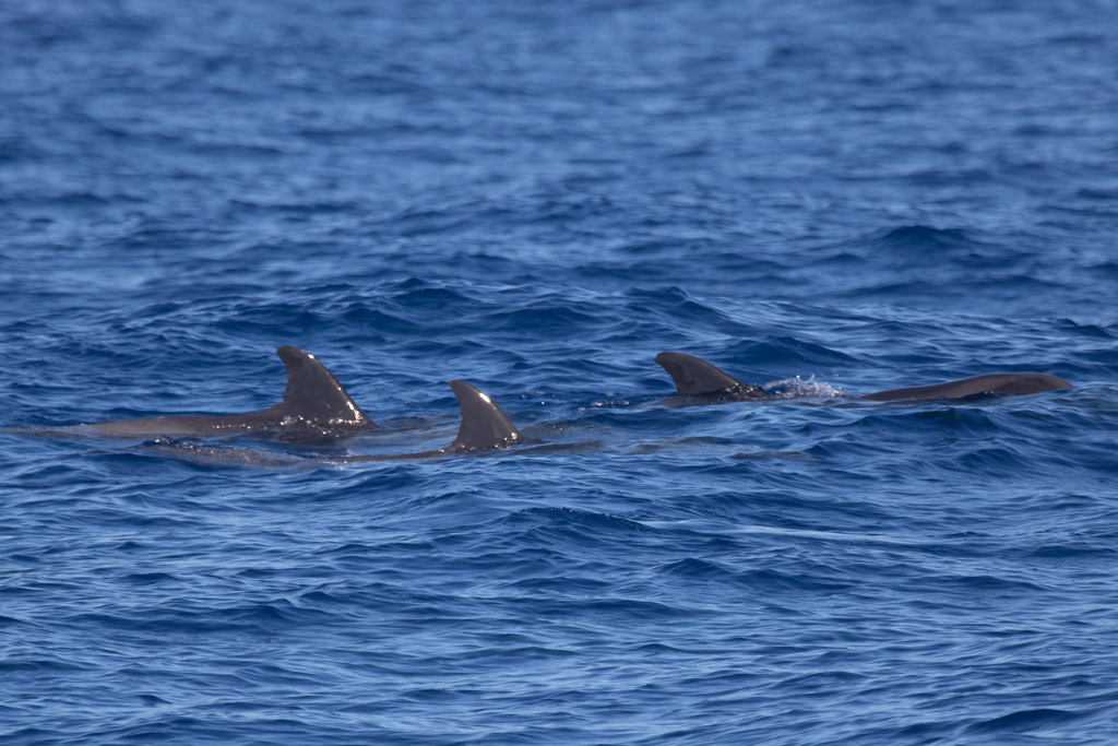 Small group of melon-headed whales travelling at the surface