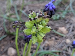 Muscari commutatum