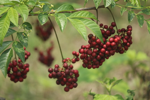 Cipadessa baccifera (Roxb. ex Roth) Miq.
