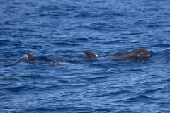 Peponocephala electra