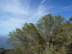 Lyonothamnus floribundus floribundus