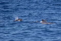 Peponocephala electra