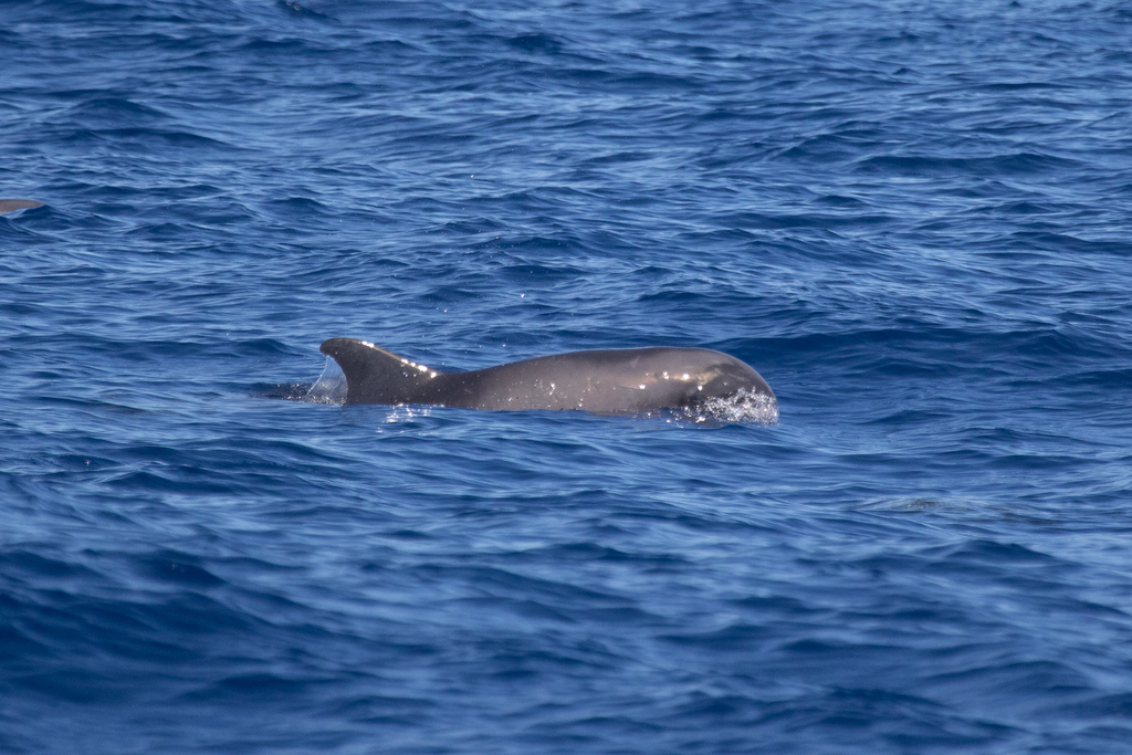 Melon-headed whale surfacing, rounded dark head and dorsal fin