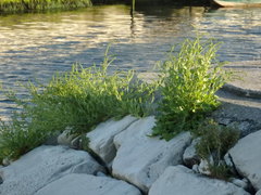 Beta vulgaris maritima