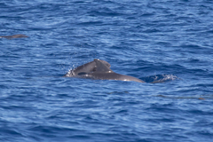 Peponocephala electra