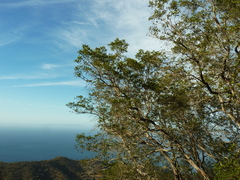 Lyonothamnus floribundus floribundus
