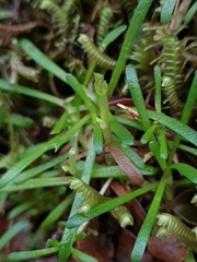 Abrotanella caespitosa