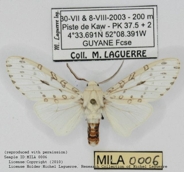 Hypercompe eridanus
