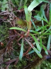Abrotanella caespitosa