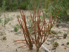 Ephedra distachya