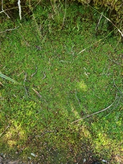 Abrotanella caespitosa