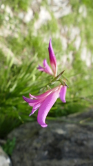 Gladiolus italicus