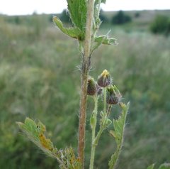Potentilla recta obscura