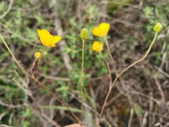 Ranunculus gramineus