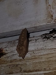 Vanessa itea