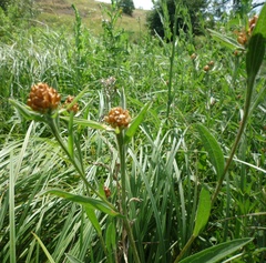 Centaurea jacea jacea