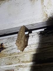 Vanessa itea