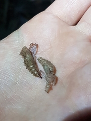 Vanessa itea
