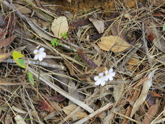 Oxalis dentata