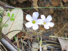 Oxalis dentata