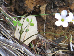 Oxalis dentata