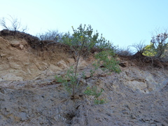 Dendromecon harfordii