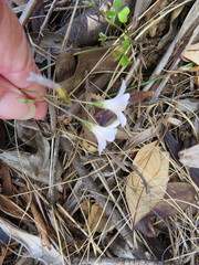 Oxalis dentata