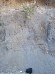 Dendromecon harfordii