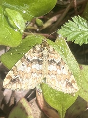 Enchoria lacteata