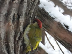 Picus viridis