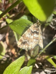 Enchoria lacteata