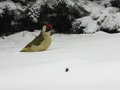 Picus viridis