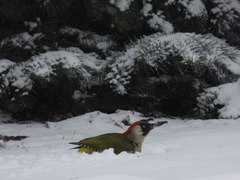 Picus viridis
