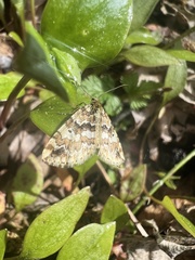 Enchoria lacteata