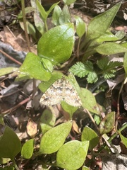 Enchoria lacteata